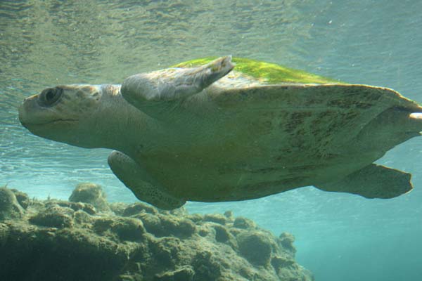 OliveRidley Sea Turtle | Lepidochelys olivacea photo