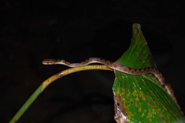 Cat-eyed Snake | Leptodeira septentrionalis photo