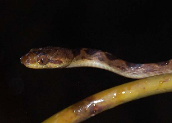 Cat-eyed Snake | Leptodeira septentrionalis photo