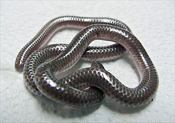 Texas Blind Snake | Leptotyphlops dulcis-dulcis photo