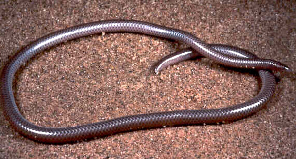 Western Blind Snake | Leptotyphlops humilis photo