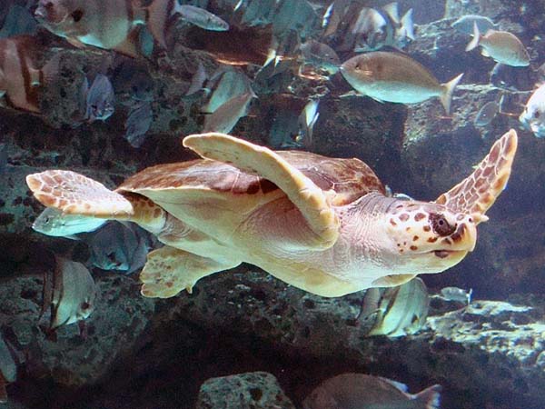Loggerhead Sea Turtle | Caretta caretta photo