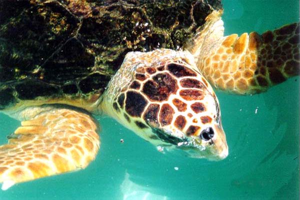 Loggerhead Sea Turtle | Caretta caretta photo