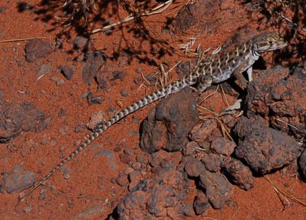 Longnose Leopard Lizard | Gambelia wislizenii photo