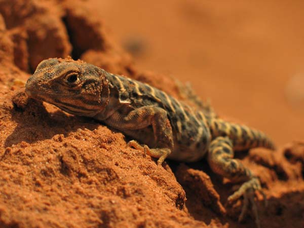 Longnose Leopard Lizard | Gambelia wislizenii photo