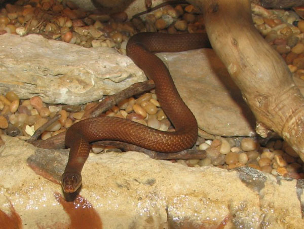 Mangrove Salt Marsh Snake | Nerodia clarkii-compressicauda photo