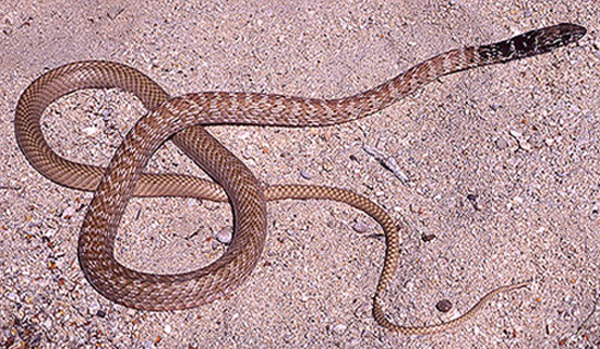 Red Coachwhip | Masticophis flagellum-piceus photo