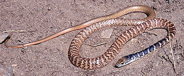 Red Coachwhip | Masticophis flagellum-piceus photo