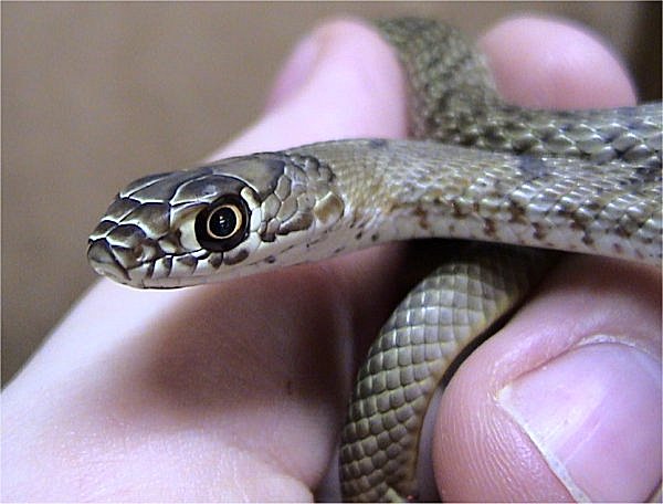 Western Coachwhip | Masticophis flagellum-testaceus photo