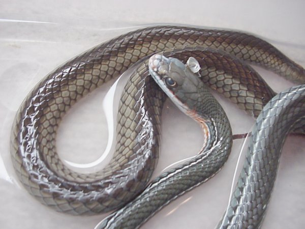 Schott's Whipsnake | Masticophis schotti-schotti photo