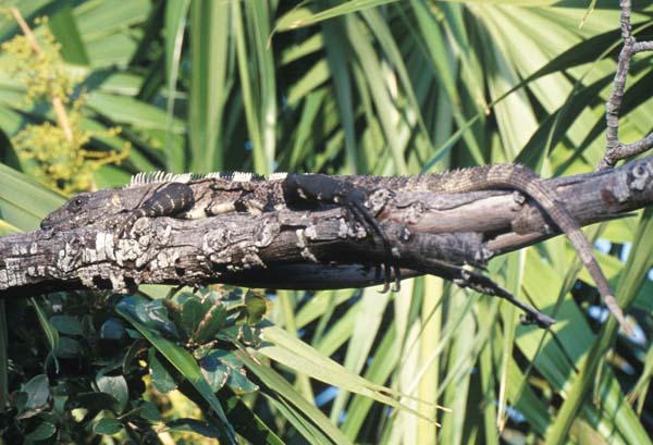 Spiny tailed Iguana | Ctenosaura pectinata photo