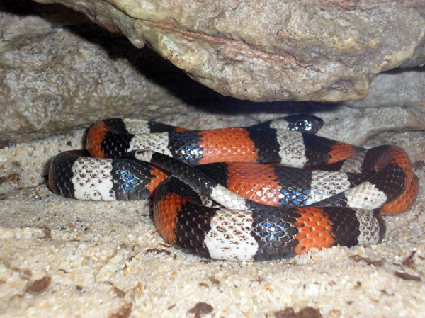 Pueblan Milk Snake | Lampropeltis triangulum-campbelli photo
