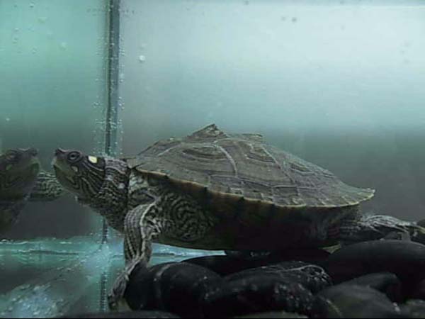 Mississippi Map Turtle | Graptemys kohnii photo