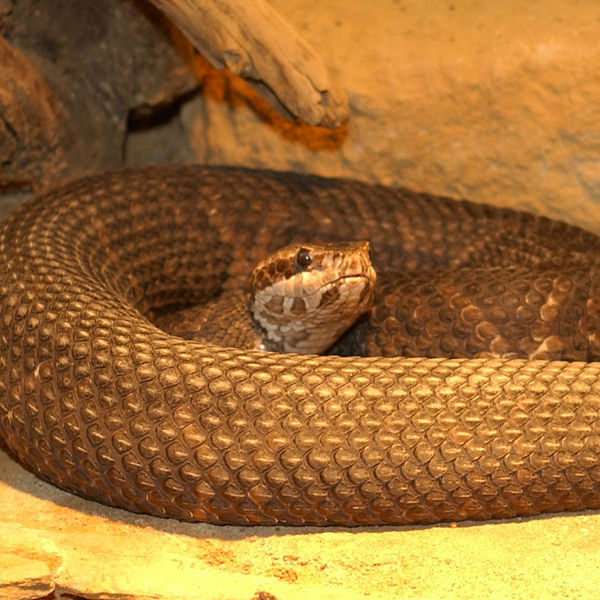 Florida Cottonmouth | Agkistrodon piscivorus-conanti photo