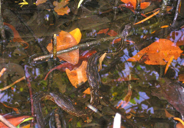 Mangrove Salt Marsh Snake | Nerodia clarkii-compressicauda photo