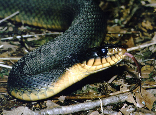 Redbelly Water Snake | Nerodia erythrogaster-erythrogaster. photo