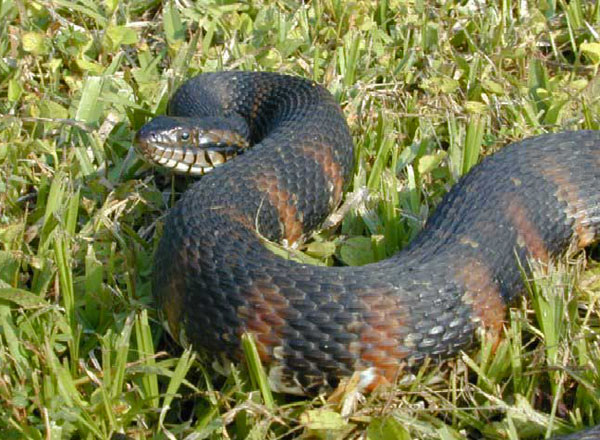 Florida Banded Water Snake | Nerodia fasciata-pictiventris photo