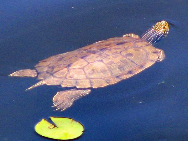 Common Map Turtle | Graptemys geographica photo