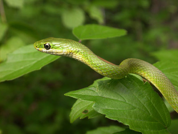 Rough Green Snake | Opheodrys aestivus photo