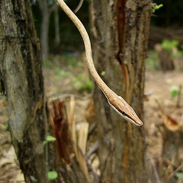 Mexican Vine Snake | Oxybelis aeneus photo