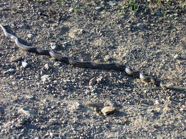 Pacific Gopher Snake | Pituophis catenifer-catanifer photo