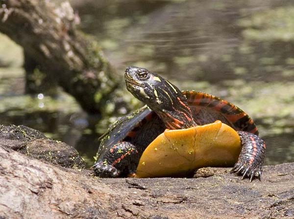 Painted Turtle | Chrysemys picta photo