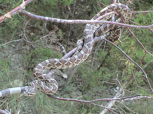 Emory's Rat Snake | Elaphe emoryi photo