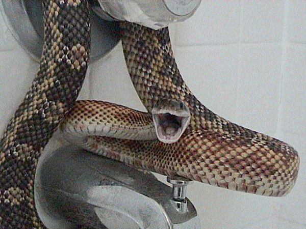 Texas Rat Snake | Elaphe obsoleta-lindheimeri photo