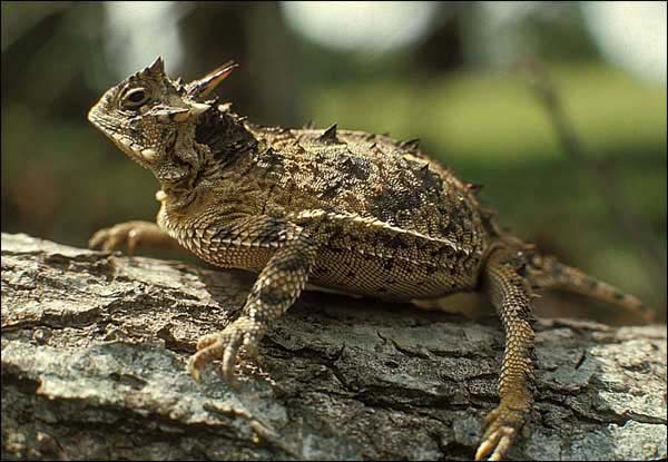 Texas Horned Lizard | Phrynosoma cornutum photo