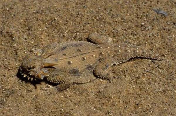 Flat-tail Horned Lizard | Phrynosoma mcallii photo