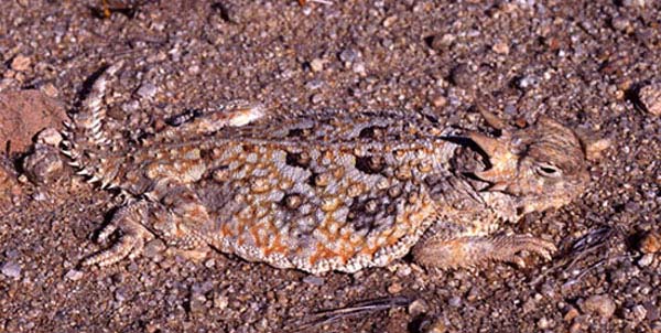 Desert Horned Lizard | Phrynosoma platyrhinos photo