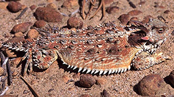 Coast Horned Lizard | Phrynosoma coronatum photo
