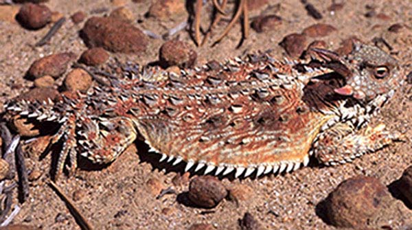 Coast Horned Lizard | Phrynosoma coronatum photo