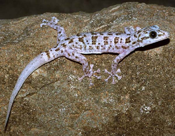 Leaf toed Gecko | Phyllodactylus xanti photo