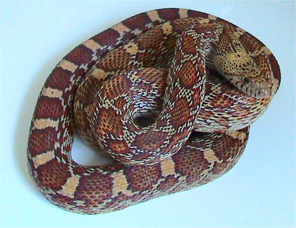 Sonoran Gopher Snake | Pituophis catenifer-affinis photo