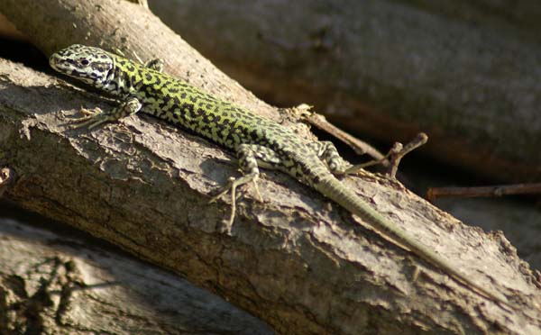 Ruin Lizard | Podarcis sicula photo