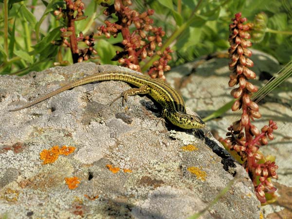 Ruin Lizard | Podarcis sicula photo