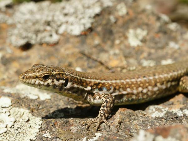 Ruin Lizard | Podarcis sicula photo