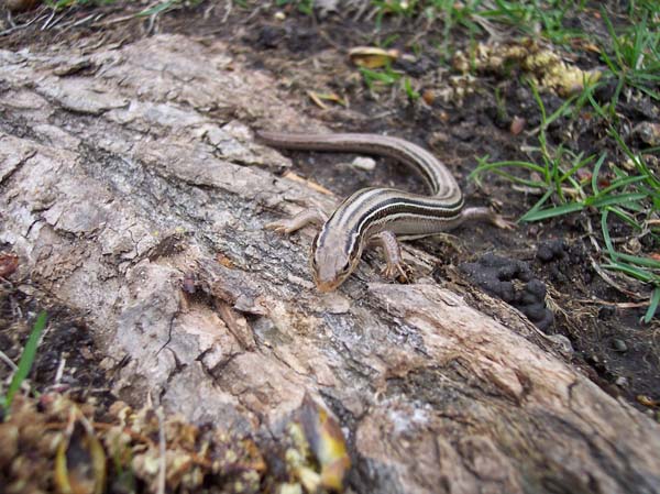 Prairie Skink | Eumeces septentrionalis photo