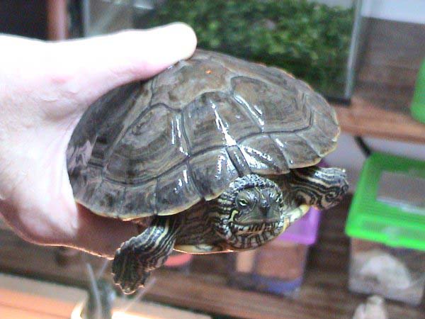 Texas River Cooter | Pseudemys texana photo