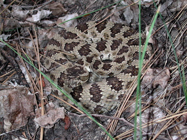 Great Basin Rattlesnake | Crotalus oreganus-lutosus photo