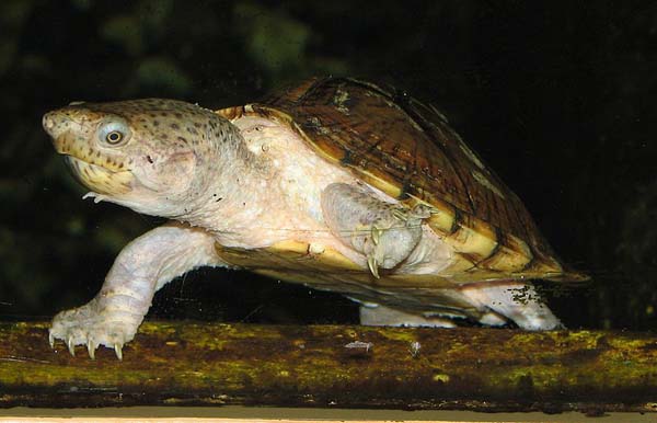 Razorback Musk Turtle | Sternotherus carinatus photo