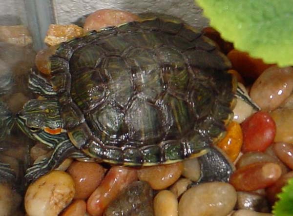 Red-eared Slider | Trachemys scripta photo