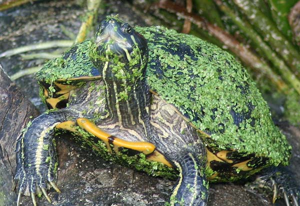 Red-eared Slider | Trachemys scripta photo