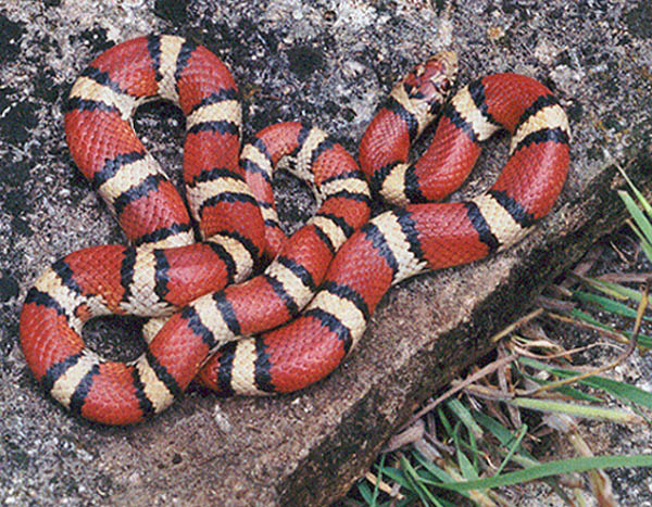 Red Milk Snake | Lampropeltis triangulum-syspila photo