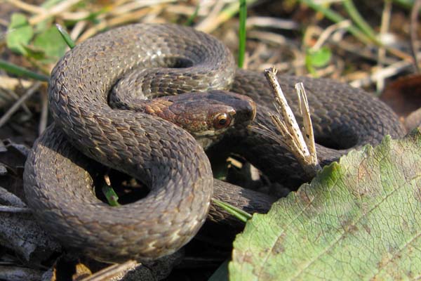 Redbelly Snake | Storeria occipitomaculata photo