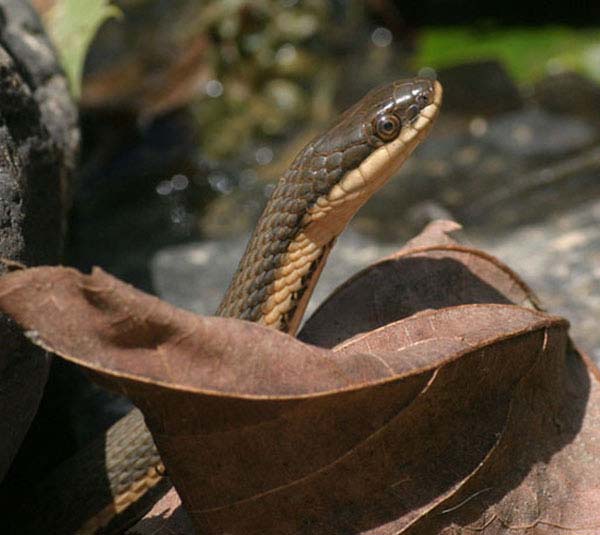 Queen Snake | Regina septemvittata photo