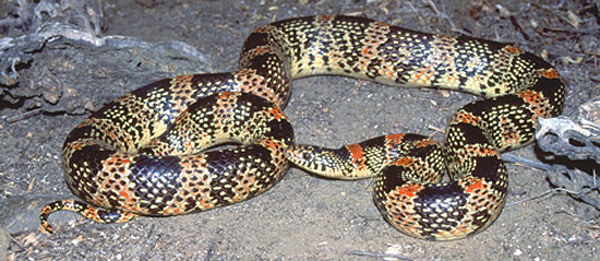 Long-Nosed Snake | Rhinocheilus lecontei photo