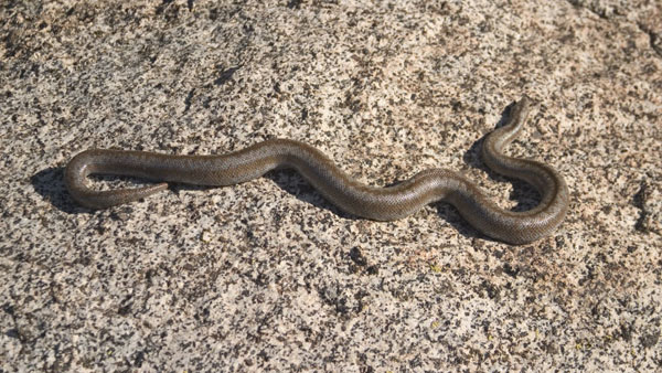 Rosy Boa | Lichanura trivirgata photo