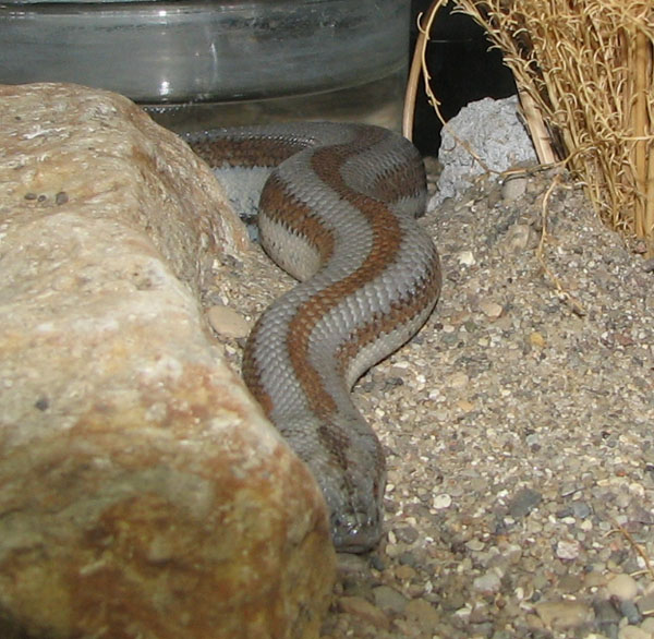 Rosy Boa | Lichanura trivirgata photo